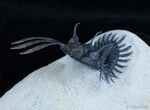 March Fossil Giveaway - Walliserops Trilobite #2375-3